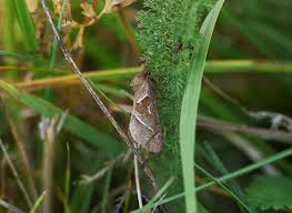 Attēlu rezultāti vaicājumam “Hepialus sylvina”