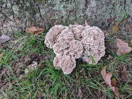 Attēlu rezultāti vaicājumam “Grifola frondosa”