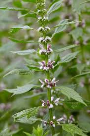 Image result for Leonurus cardiaca