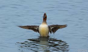 Attēlu rezultāti vaicājumam “Anas crecca male”