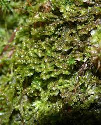 Attēlu rezultāti vaicājumam “Scapania nemorea”