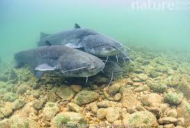 Image result for Silurus glanis