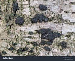 Attēlu rezultāti vaicājumam “Hypoxylon multiforme”