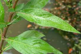 Attēlu rezultāti vaicājumam “Cribraria costata stalked”