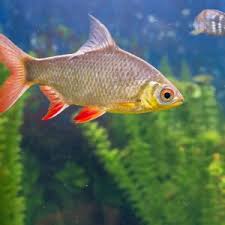 Image result for Rutilus caspicus