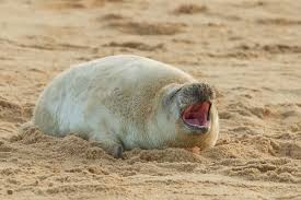 Image result for Halichoerus grypus