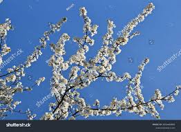 Attēlu rezultāti vaicājumam “Prunus cerasifera var. divaricata flower”