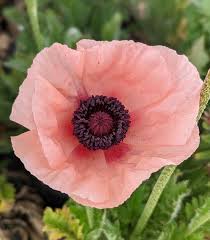 Image result for Papaver orientale