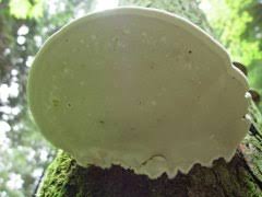 Attēlu rezultāti vaicājumam “Ganoderma applanatum”