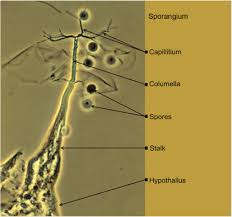Attēlu rezultāti vaicājumam “myxomicetes”