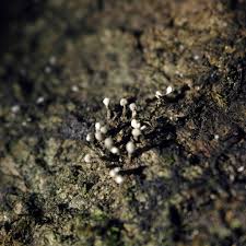 Attēlu rezultāti vaicājumam “Phleogena faginea stalked”