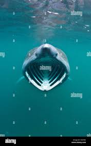 Image result for Cetorhinus maximus