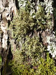 Attēlu rezultāti vaicājumam “Anaptychia ciliaris”