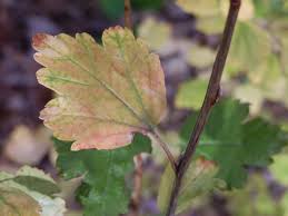 Attēlu rezultāti vaicājumam “Ribes alpinum”