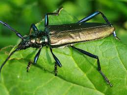 Attēlu rezultāti vaicājumam “Aromia moschata”