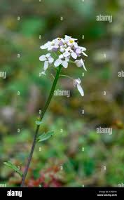 Image result for Iberis amara