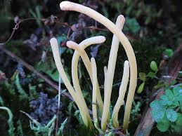 Attēlu rezultāti vaicājumam “Clavaria sphagnicola”