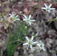Attēlu rezultāti vaicājumam “Caryophyllaceae”