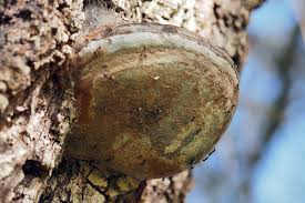 Attēlu rezultāti vaicājumam “Phellinus alni”