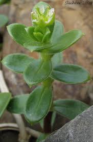 Attēlu rezultāti vaicājumam “Honckenya peploides leaf”