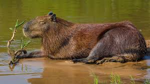 Attēlu rezultāti vaicājumam “Hydrochoerus hydrochaeris”