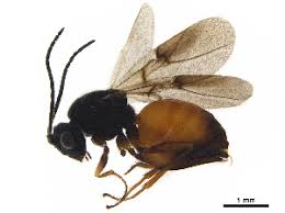 Attēlu rezultāti vaicājumam “Diplolepis bicolor”