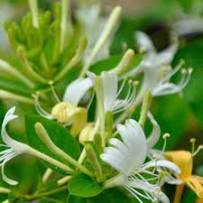 Attēlu rezultāti vaicājumam “Lonicera xylosteum flower”
