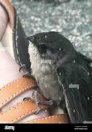 Image result for Chaetura pelagica