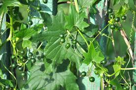 Attēlu rezultāti vaicājumam “Bryonia alba fruit”