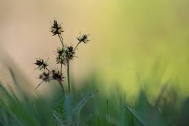 Attēlu rezultāti vaicājumam “Luzula campestris”