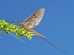 Attēlu rezultāti vaicājumam “Ephemera vulgata”