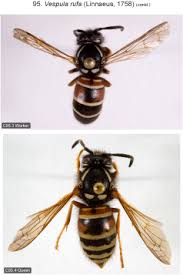 Attēlu rezultāti vaicājumam “Vespula rufa”