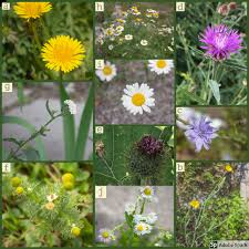 Attēlu rezultāti vaicājumam “Asteraceae”