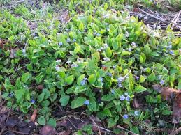 Image result for Omphalodes verna