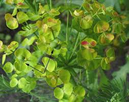 Attēlu rezultāti vaicājumam “Euphorbia cyparissias fruit”
