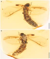 Attēlu rezultāti vaicājumam “Lymexylidae”