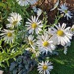Image result for Leucanthemella serotina