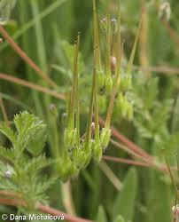 Attēlu rezultāti vaicājumam “Erodium cicutarium fruit”