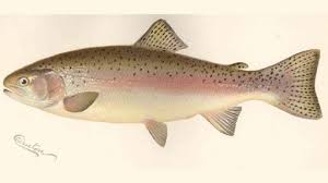 Image result for Oncorhynchus