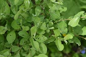 Attēlu rezultāti vaicājumam “Salix aurita”