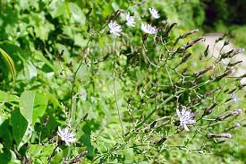 Attēlu rezultāti vaicājumam “Lactuca tatarica bud”