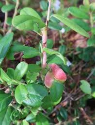 Attēlu rezultāti vaicājumam “Exobasidium vaccinii”