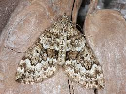 Attēlu rezultāti vaicājumam “Thera variata”