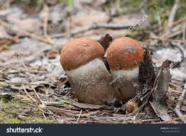 Attēlu rezultāti vaicājumam “Leccinum vulpinum”