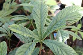 Image result for Rodgersia chocolate wings