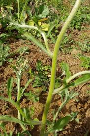 Attēlu rezultāti vaicājumam “Gnaphalium sylvaticum leaf”