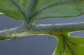 Attēlu rezultāti vaicājumam “Dryopteris dilatata”