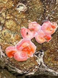 Attēlu rezultāti vaicājumam “Lycogala irregulare”