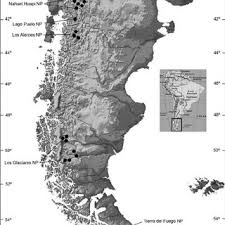 Attēlu rezultāti vaicājumam “Oligonema flavidum”