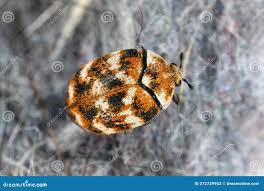 Attēlu rezultāti vaicājumam “Anthrenus verbasci”